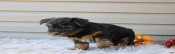 Yorkshire Terrier dogs for sale: Rambo - Ad 6