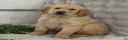 Golden Retriever dogs for sale: Jingle Bells - Ad 3