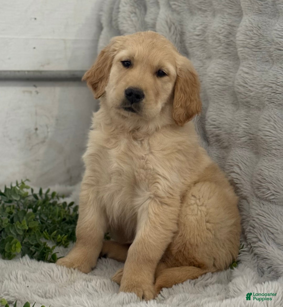 Golden Retriever dogs for sale: Jingle Bells - Ad 3