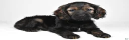 Cockapoo dogs for sale: Hudson - Ad 3