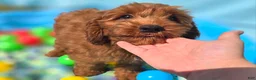 Cockapoo dogs for sale: Milan - Ad 20