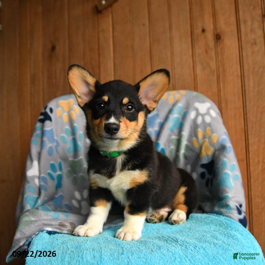 Welsh Corgi Pembroke dogs Blair - Ad 1