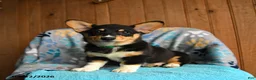 Welsh Corgi Pembroke dogs for sale: Blair - Ad 1