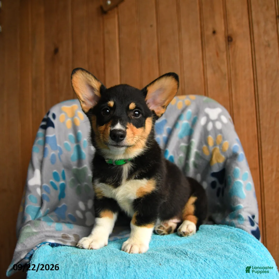 Welsh Corgi Pembroke dogs for sale: Blair - Ad 1