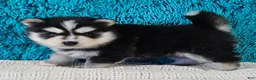 Pomsky dogs for sale: Wilson  - Ad 2
