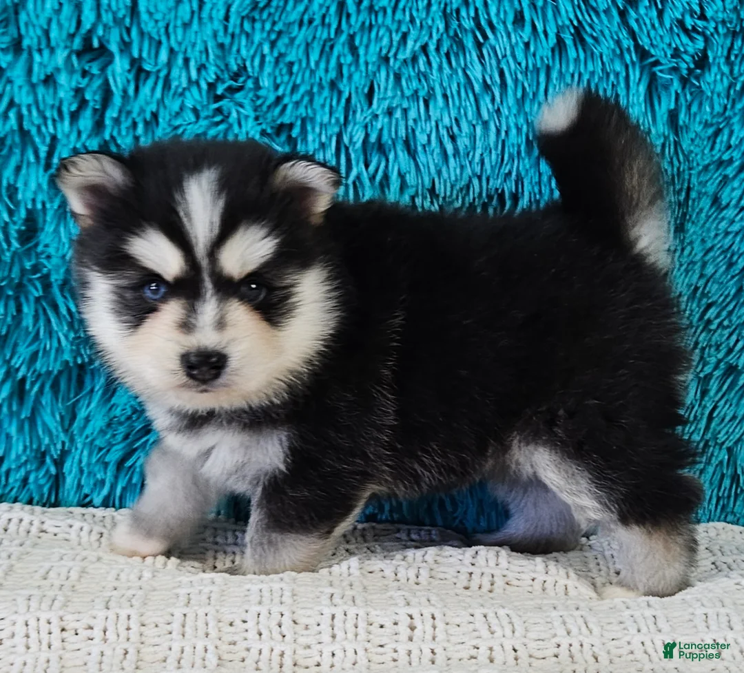 Pomsky dogs for sale: Wilson  - Ad 2