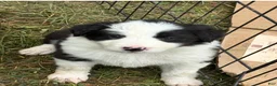 Border Collie dogs for sale: Georgia - Ad 10