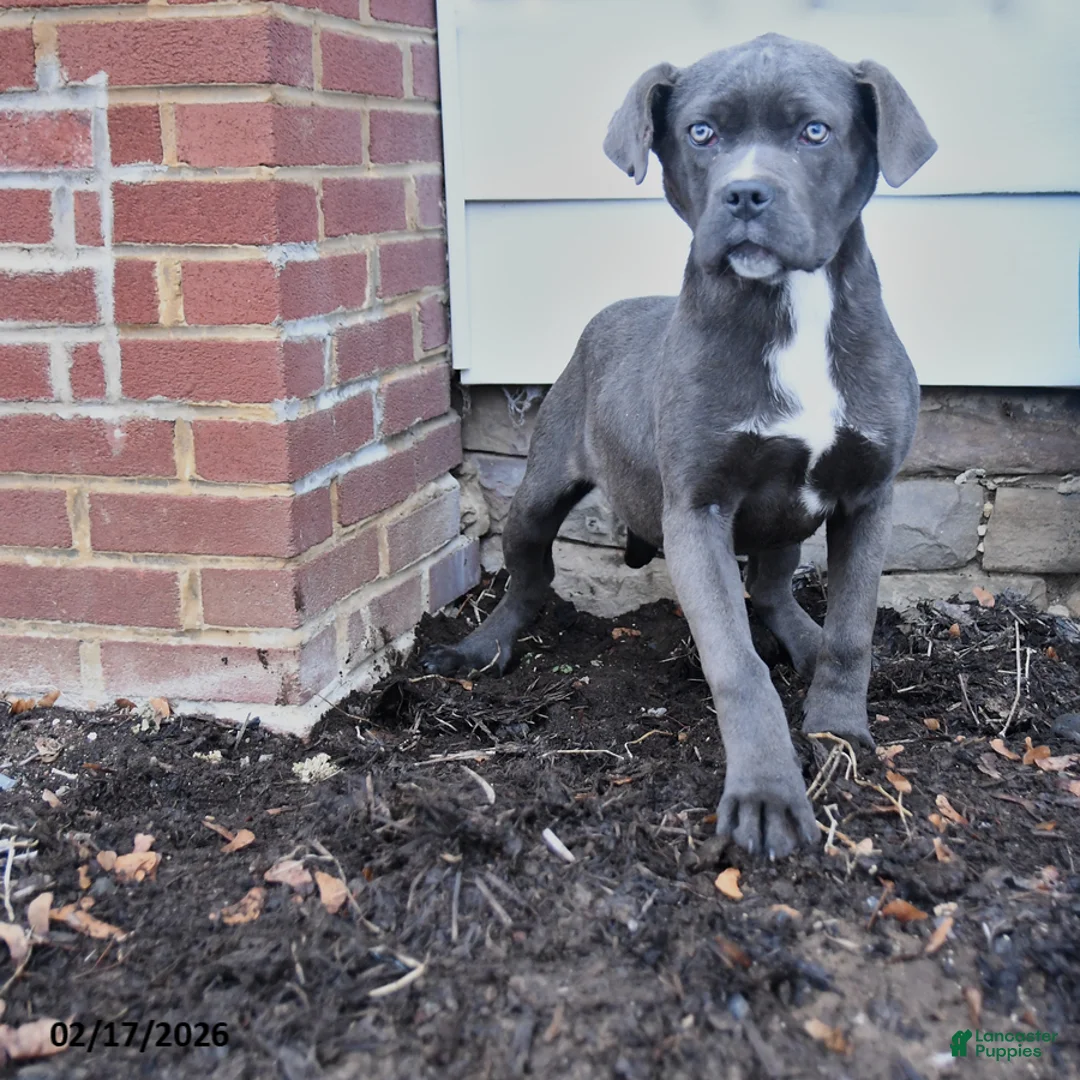 Cane Corso dogs for sale: Autumn - Ad 1