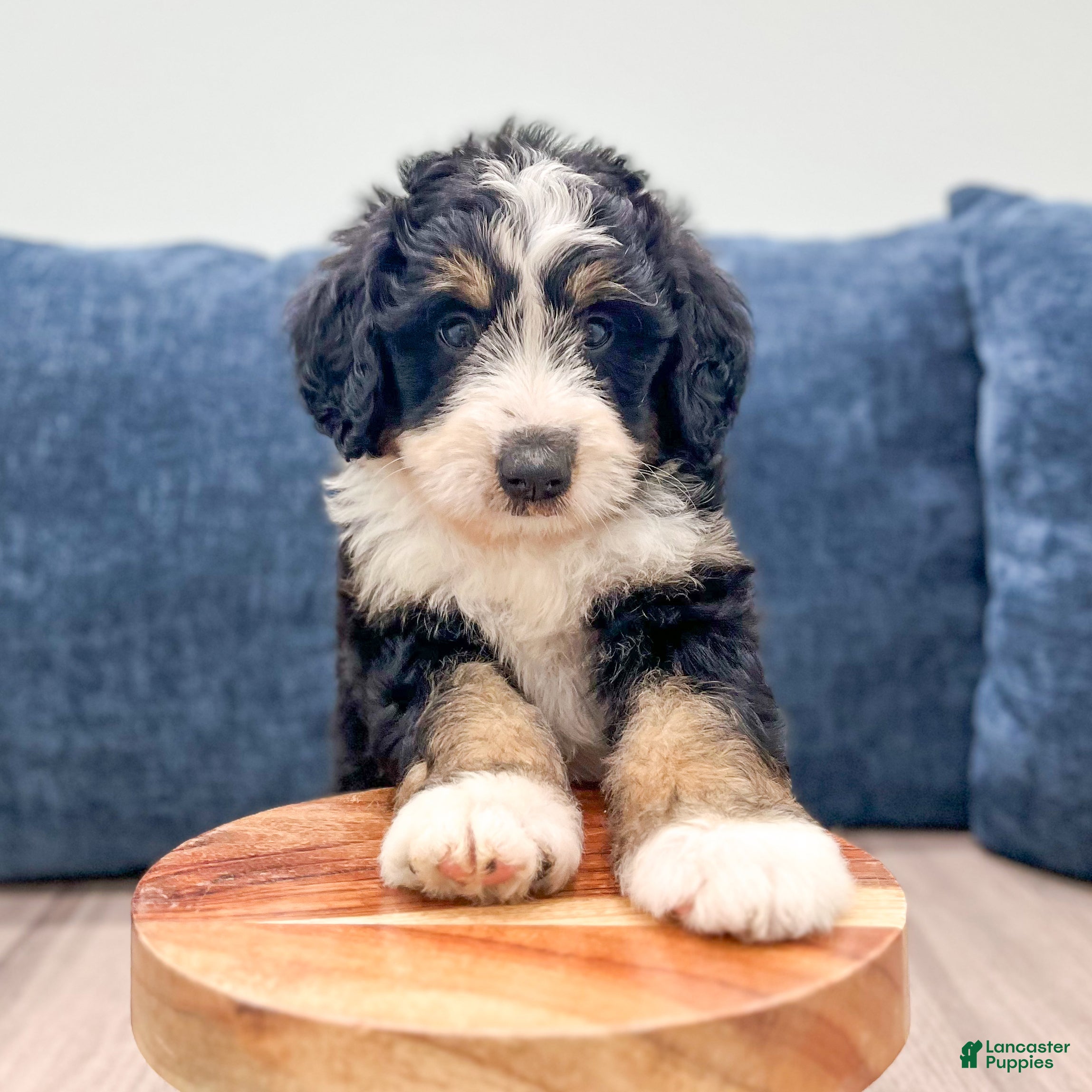 Mini Bernedoodle dogs Tucker - Ad 2