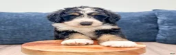 Mini Bernedoodle dogs for sale: Tucker - Ad 2