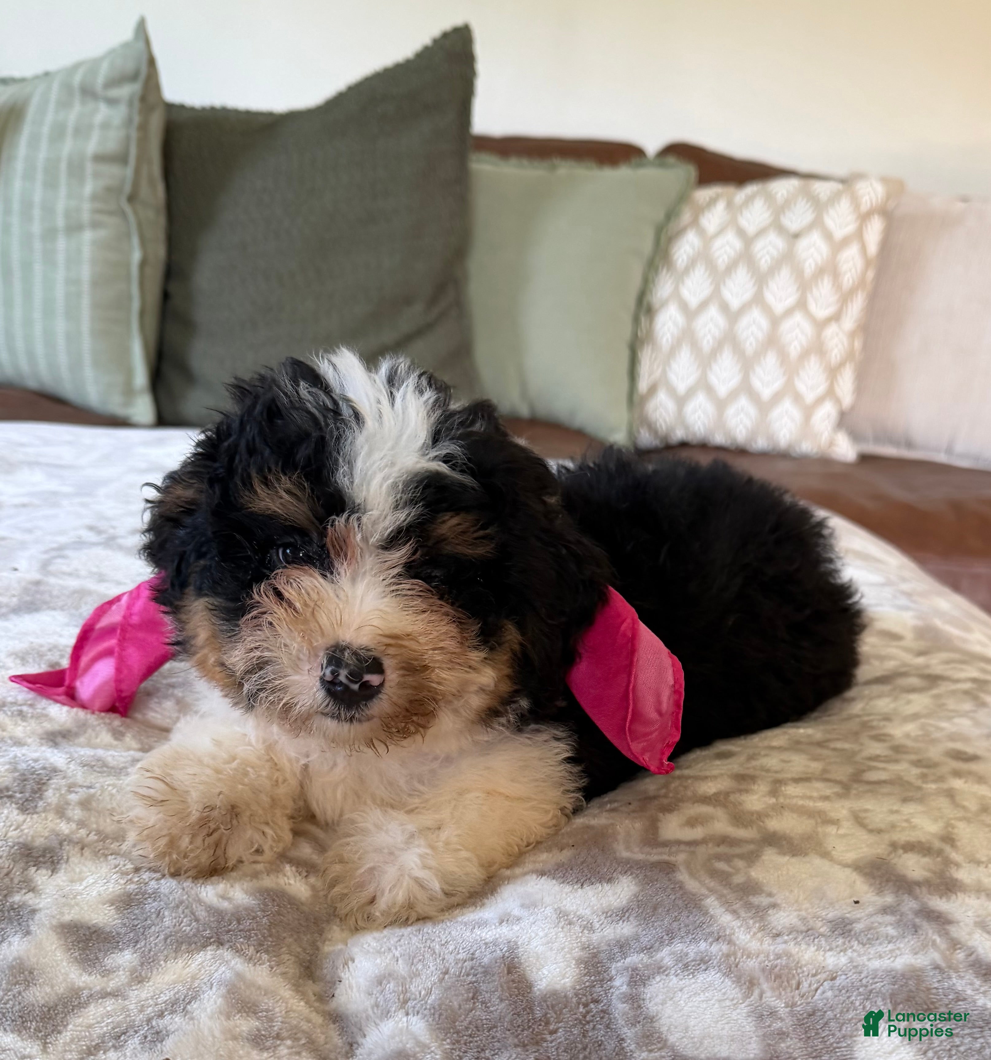 Mini Bernedoodle dogs Bonnie-Mini Bernedoodle female tri color  - Ad 1