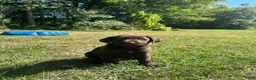 Labrador Retriever dogs for sale: Ricky - Ad 5