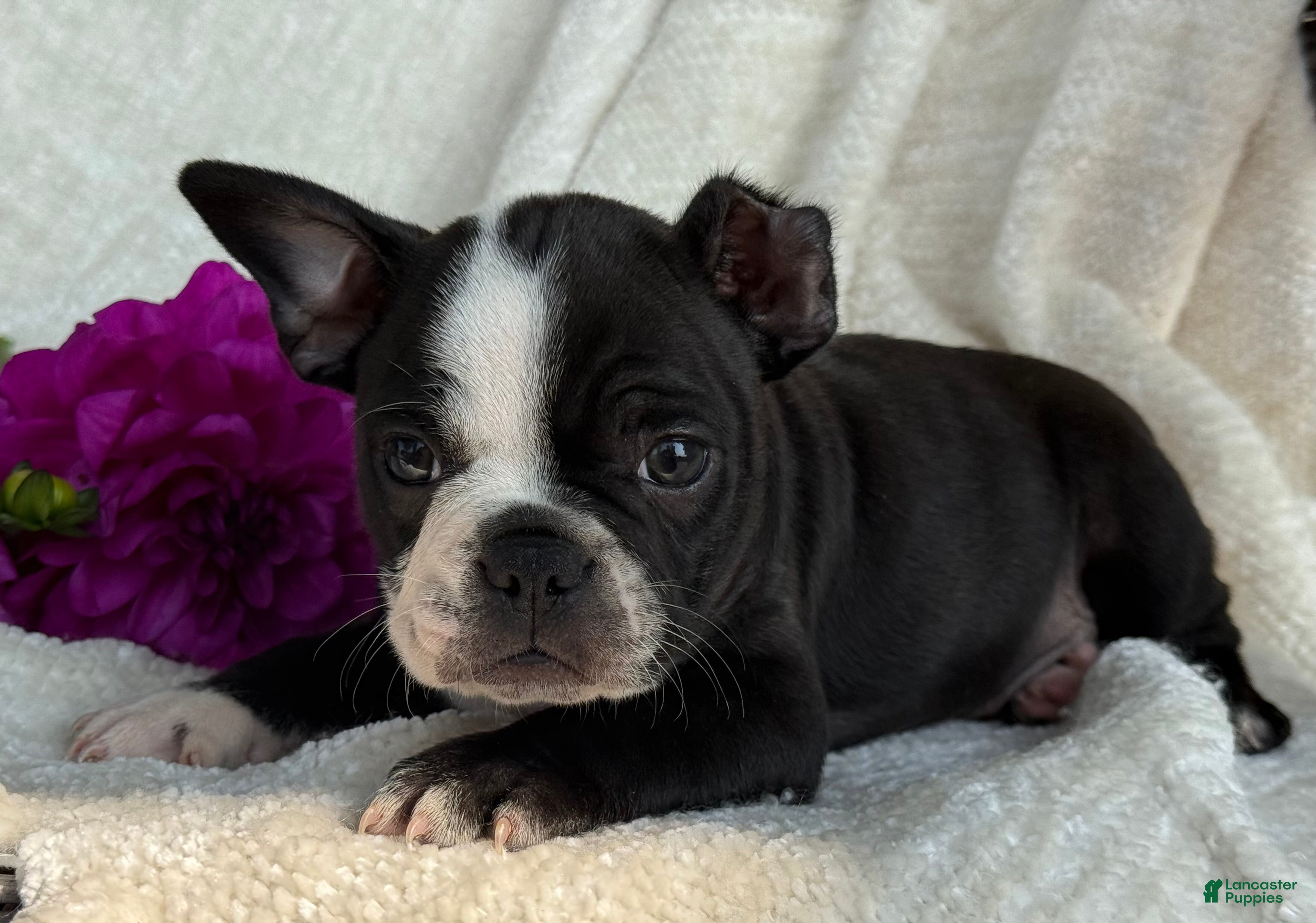 Frenchton Dog Breed Boston Terrier Bulldog Mix For Sale Paw Tale