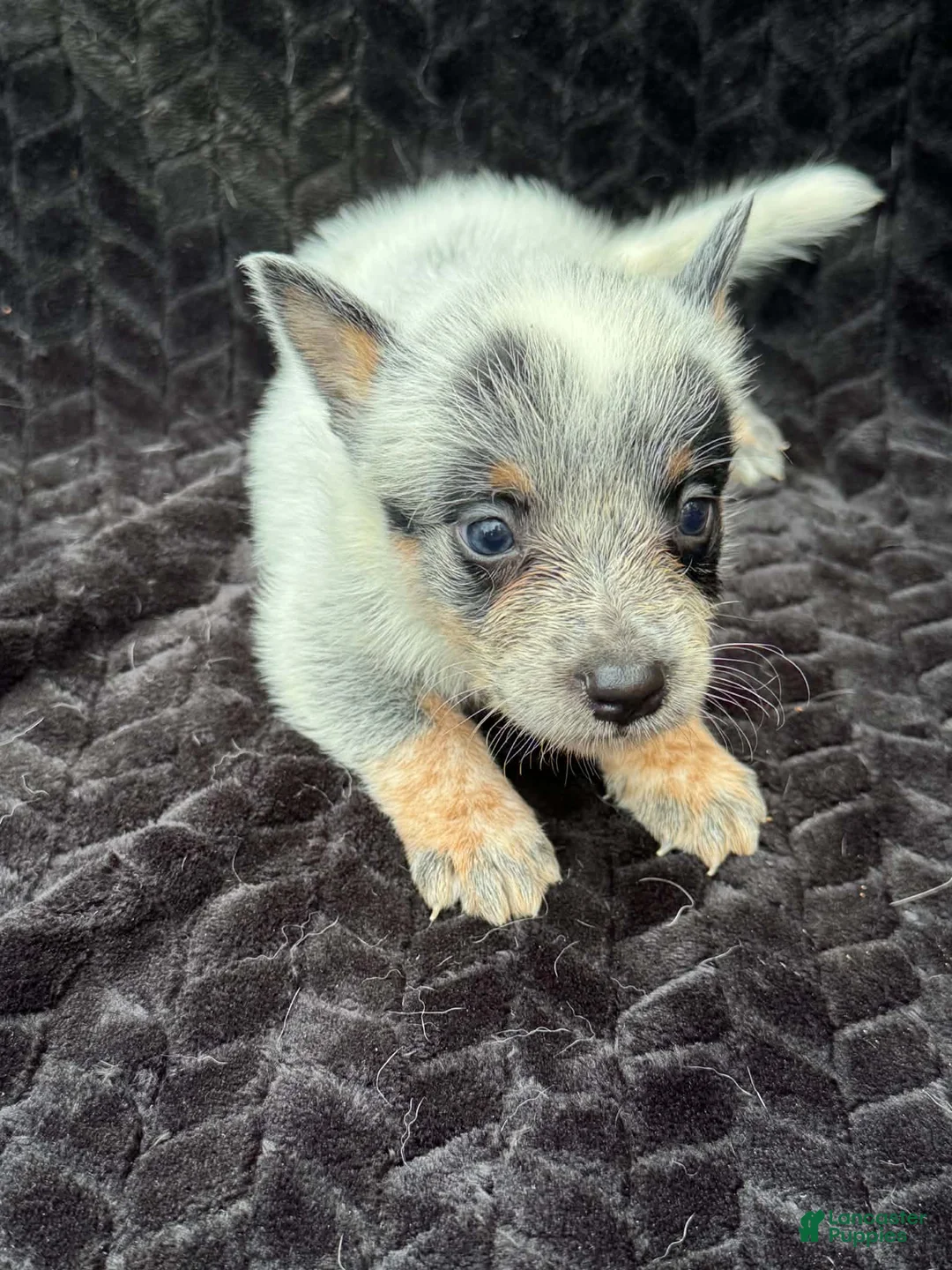 Australian Cattle Dog dogs for sale: Australian Cattle Dog (Full Mask) - Ad 2