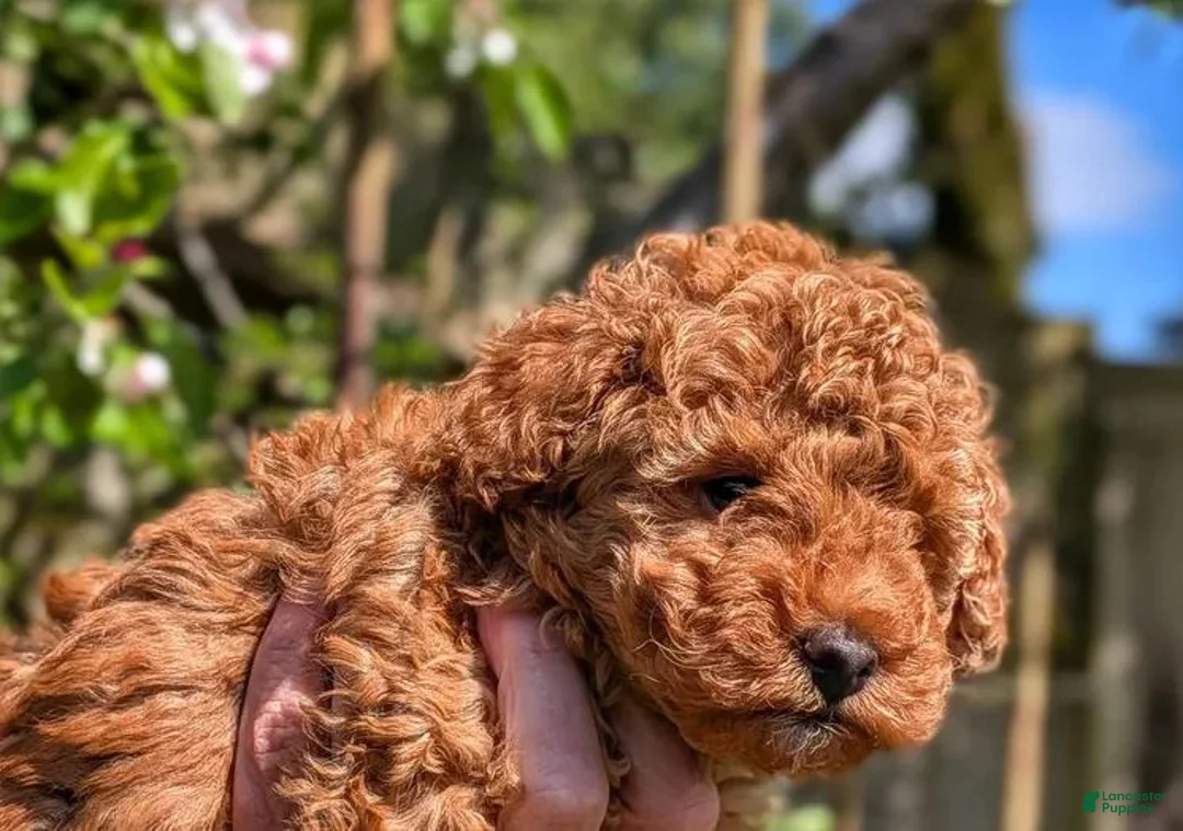 Toy Poodle dogs for sale: Sam - Ad 1