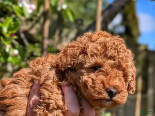 Toy Poodle dogs Sam - Ad 15