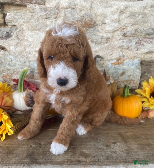 Mini Goldendoodle dogs Noah - Ad 1