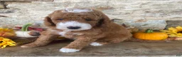 Mini Goldendoodle dogs for sale: Noah - Ad 1