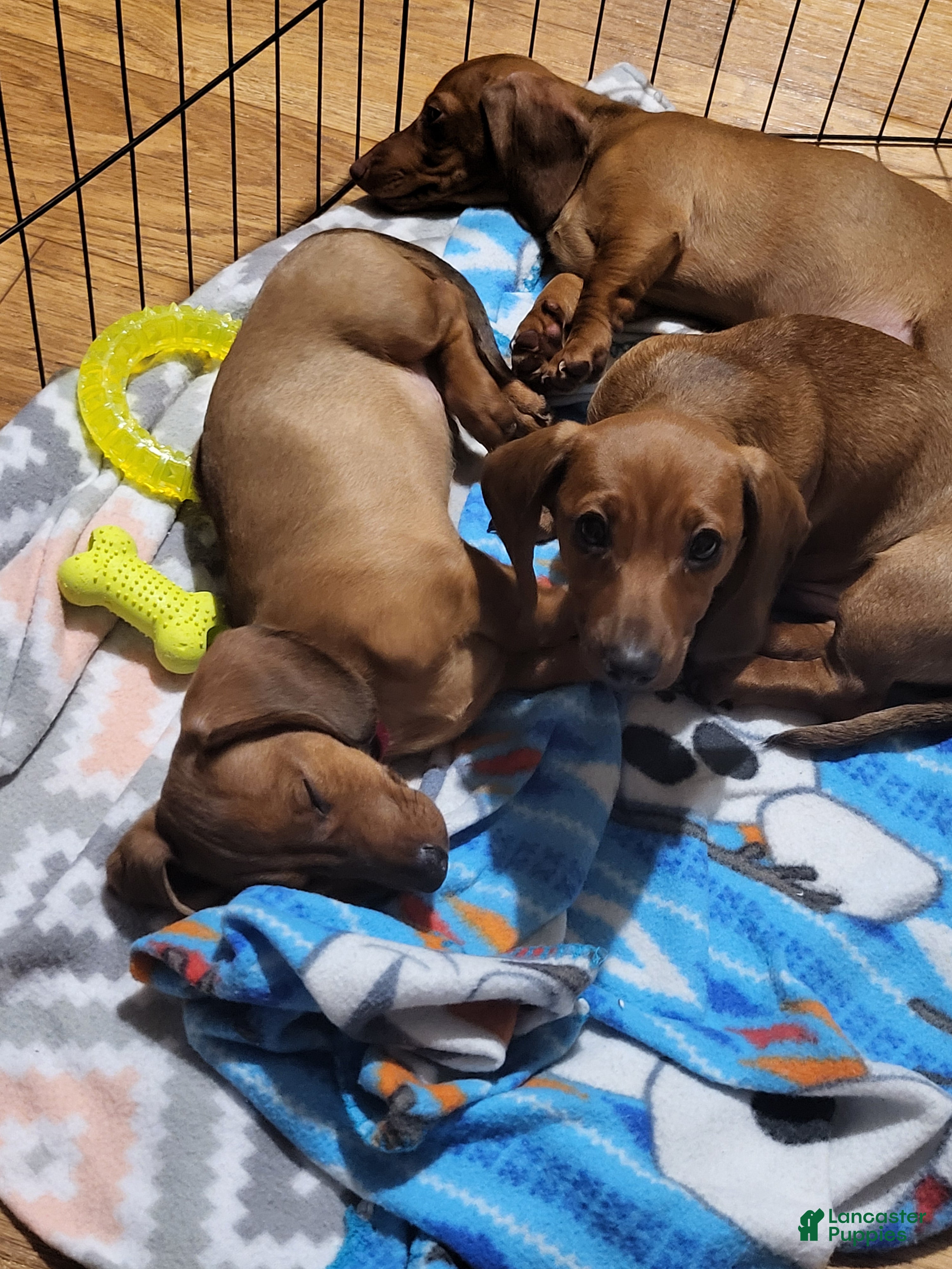 Miniature Dachshund dogs for sale: Miniature Dachshund Puppy 3 - Ad 2