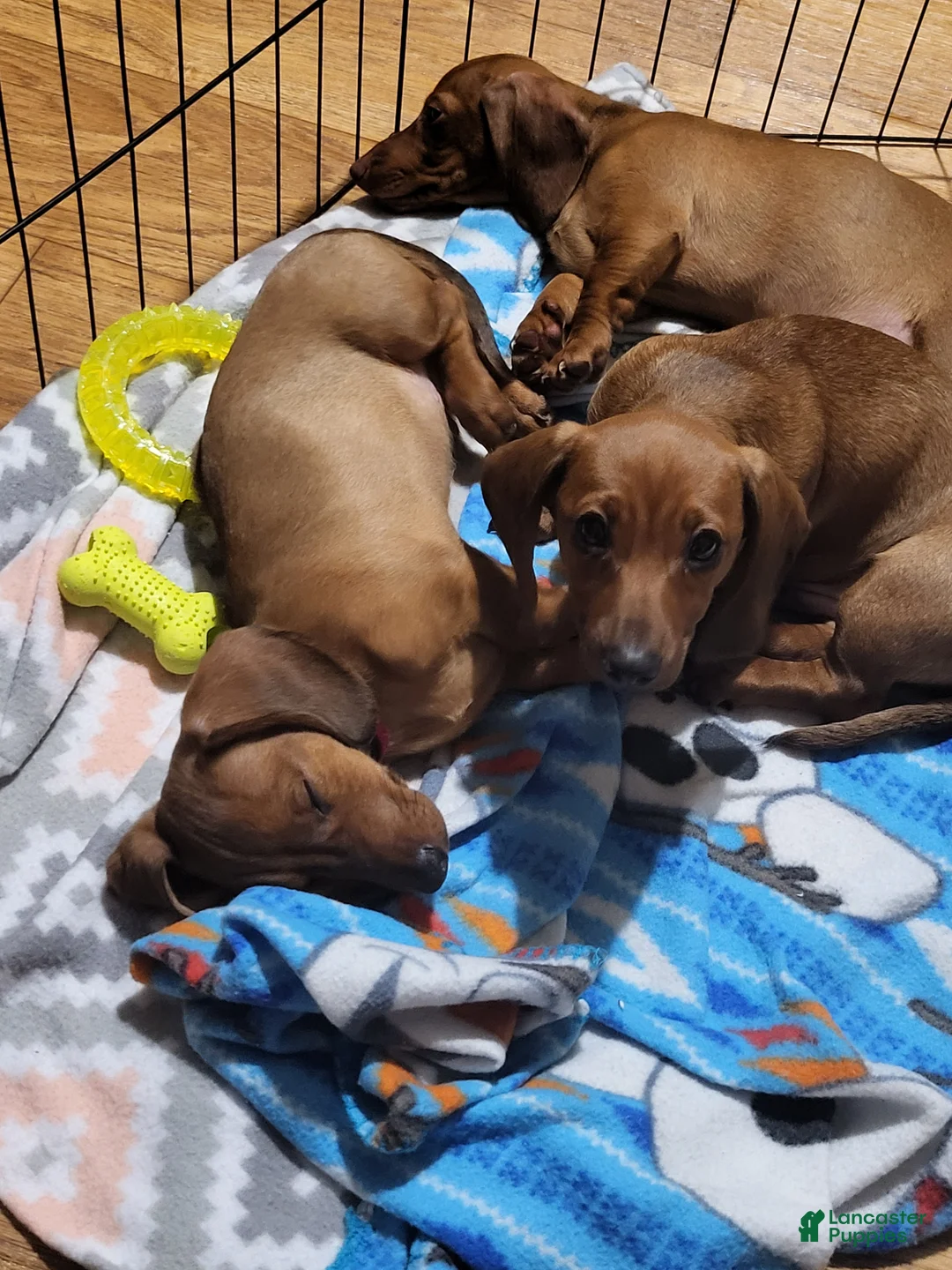 Miniature Dachshund dogs for sale: Miniature Dachshund Puppy 3 - Ad 1
