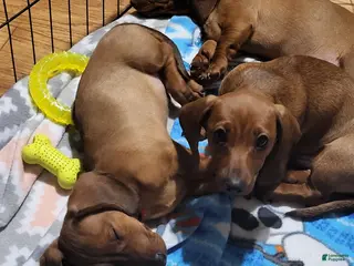 Miniature Dachshund dogs for sale: Miniature Dachshund Puppy 3 - Ad 2