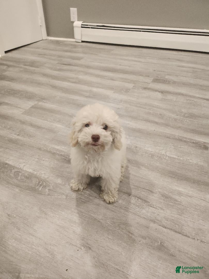 Toy Poodle dogs Snow white - Ad 14