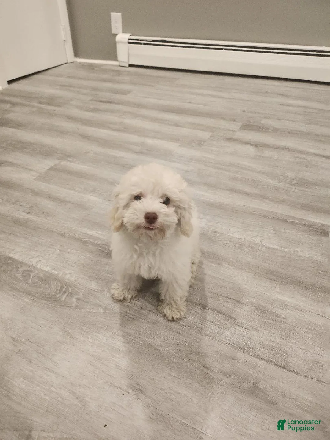 Toy Poodle dogs for sale: Snow white - Ad 2