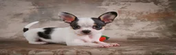 Chihuahua dogs for sale: Ernie - Ad 1
