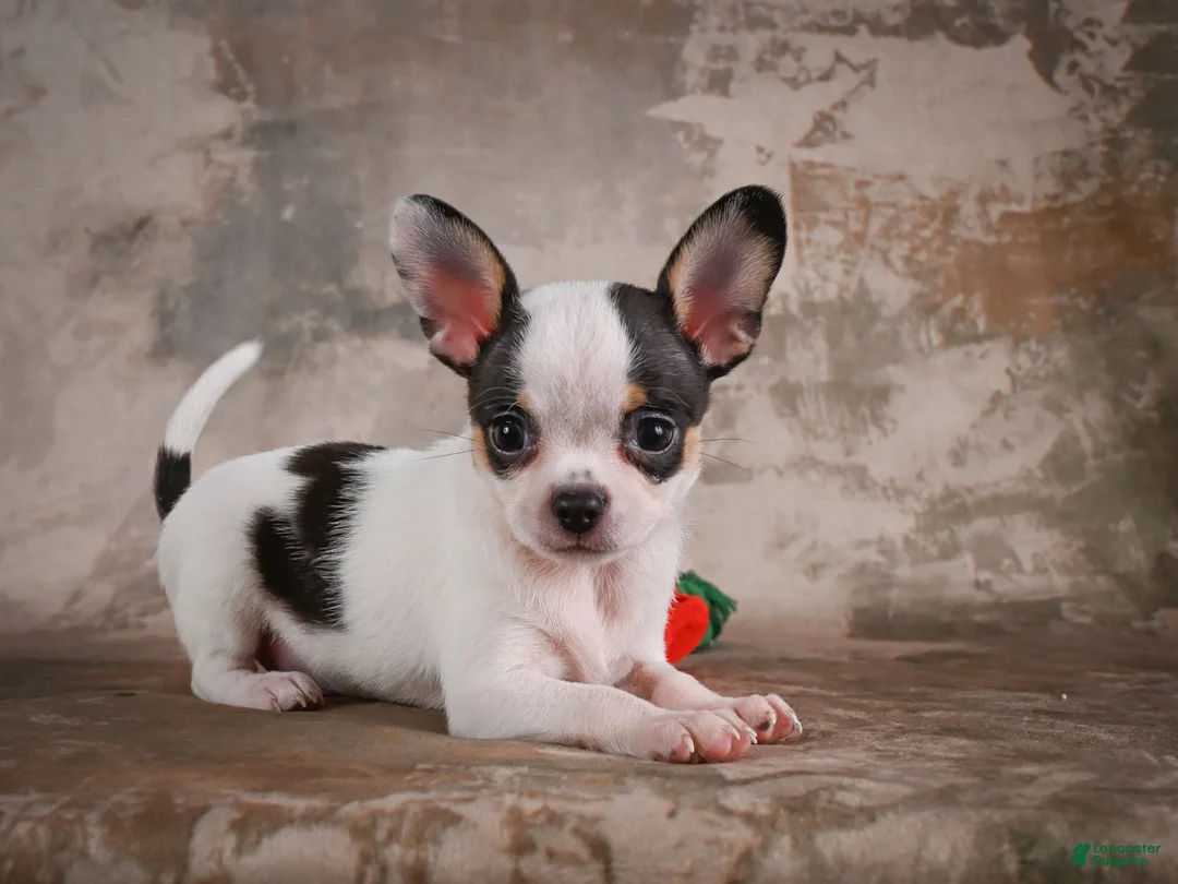 Chihuahua dogs for sale: Ernie - Ad 1