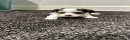 Morkie dogs for sale: Morkie Puppy 2 - Ad 4