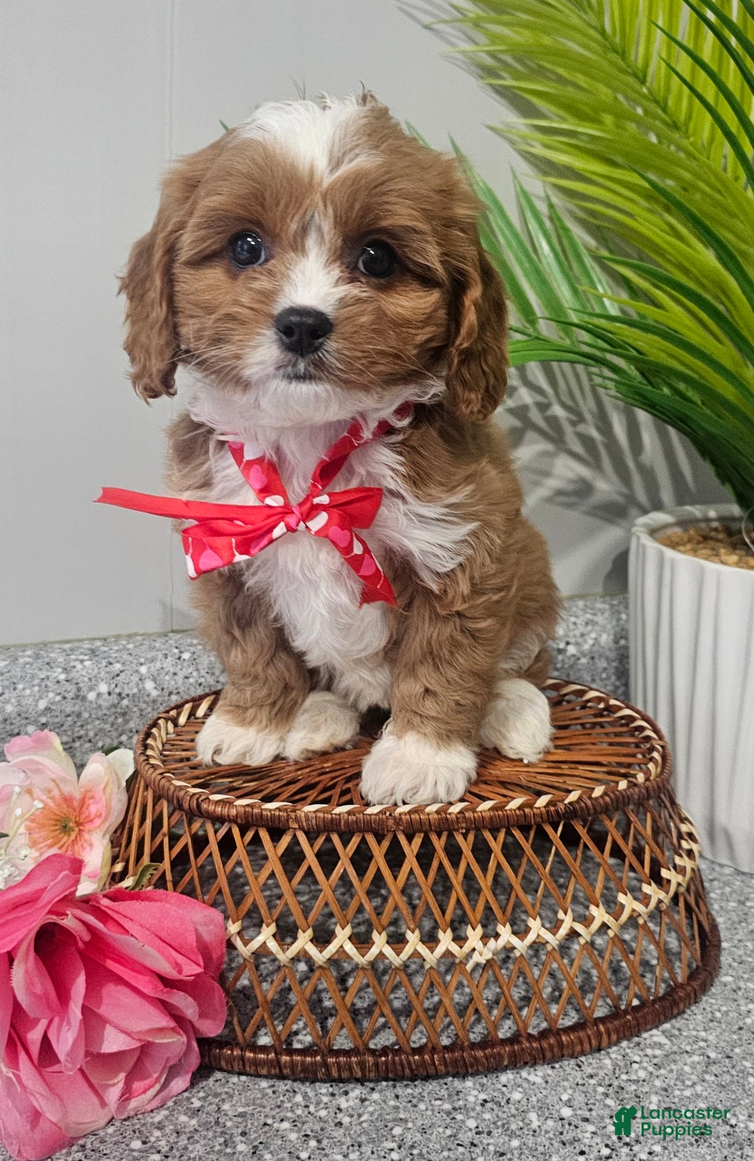 Cavapoo dogs for sale: Lil Shiloh  - Ad 13