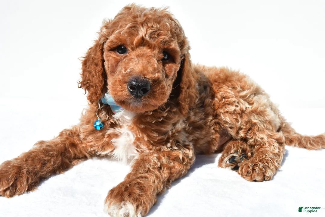 Standard Poodle dogs for sale: Arthur - Ad 1