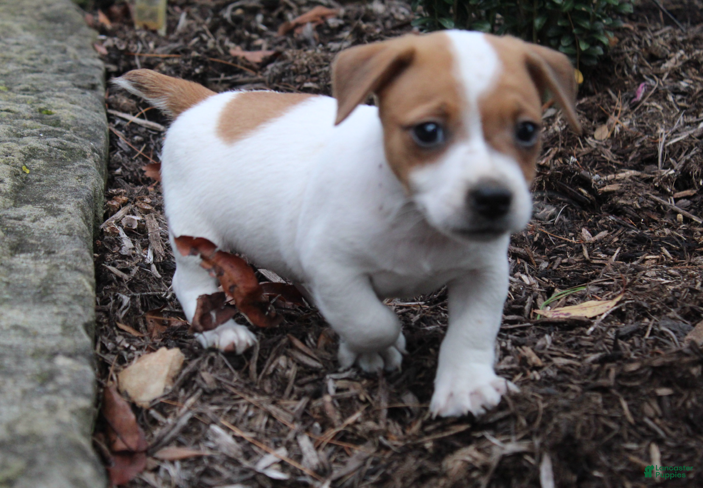 Jack Russell Terrier dogs Benji - Ad 2