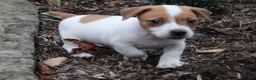 Jack Russell Terrier dogs for sale: Benji - Ad 2