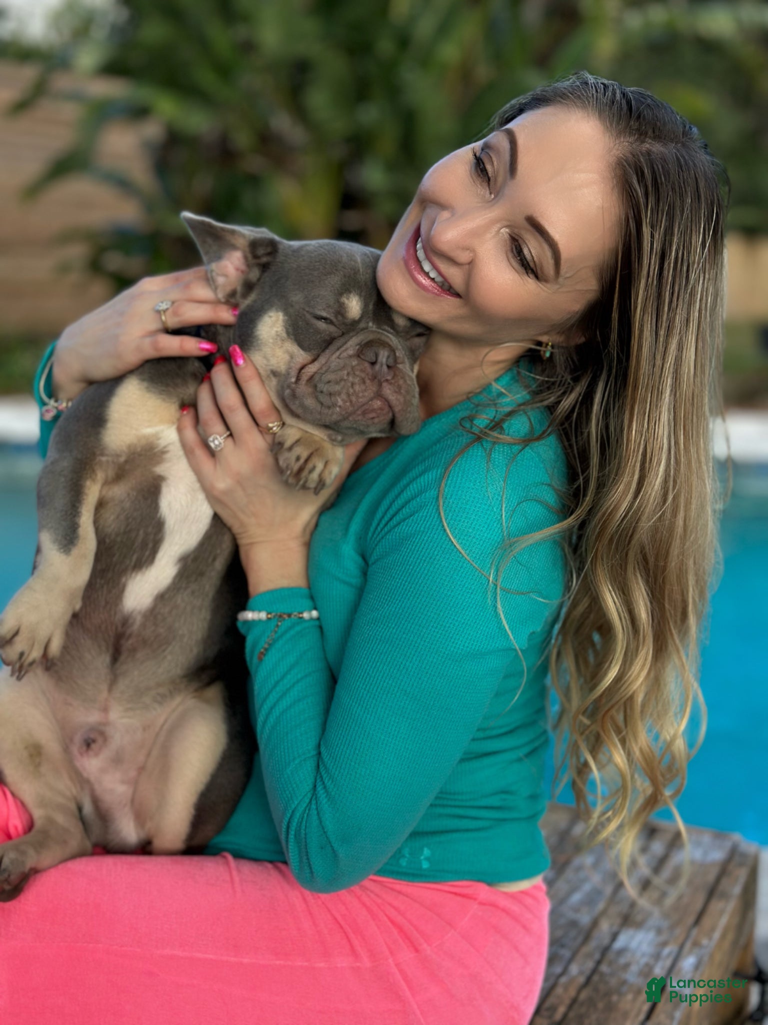 French Bulldog dogs Titan  - Ad 2