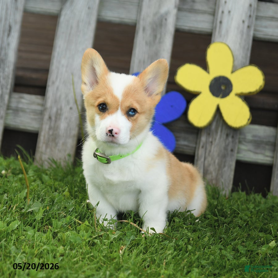 Welsh Corgi Pembroke dogs Biscuit - Ad 2