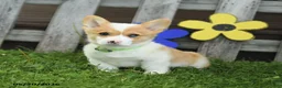 Welsh Corgi Pembroke dogs for sale: Biscuit - Ad 2
