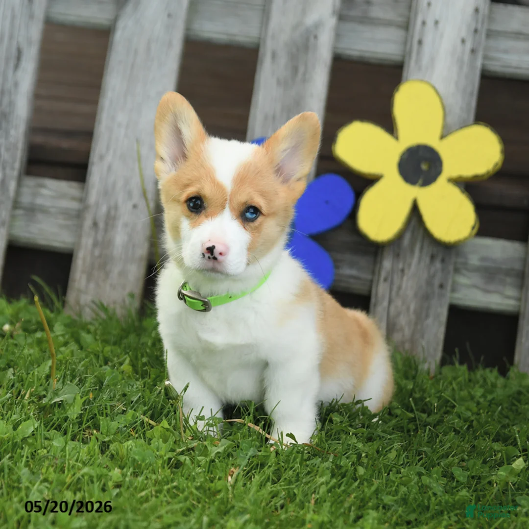 Welsh Corgi Pembroke dogs for sale: Biscuit - Ad 2