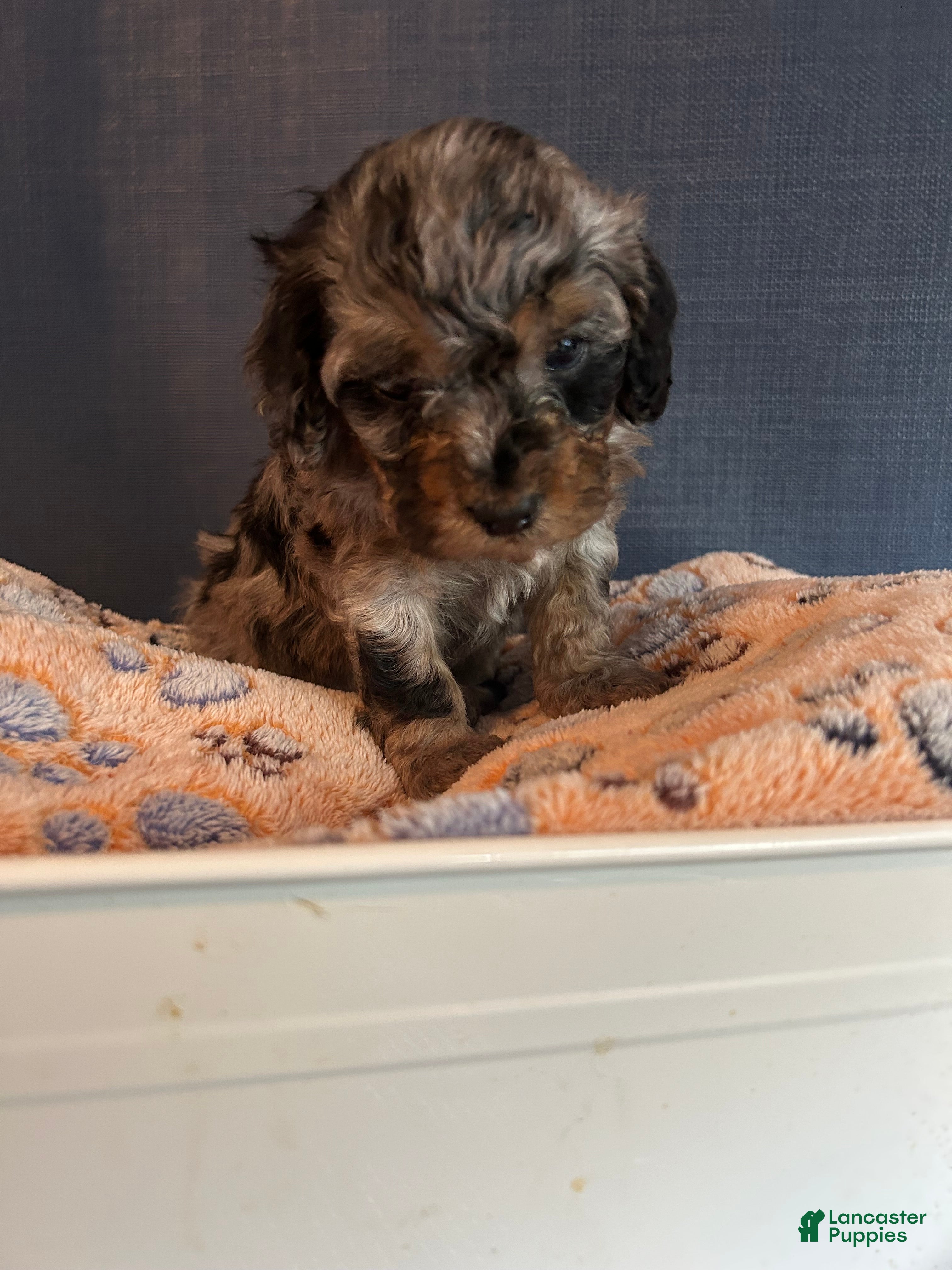 Cavapoo dogs Cavapoo 4 Mookie - Ad 2