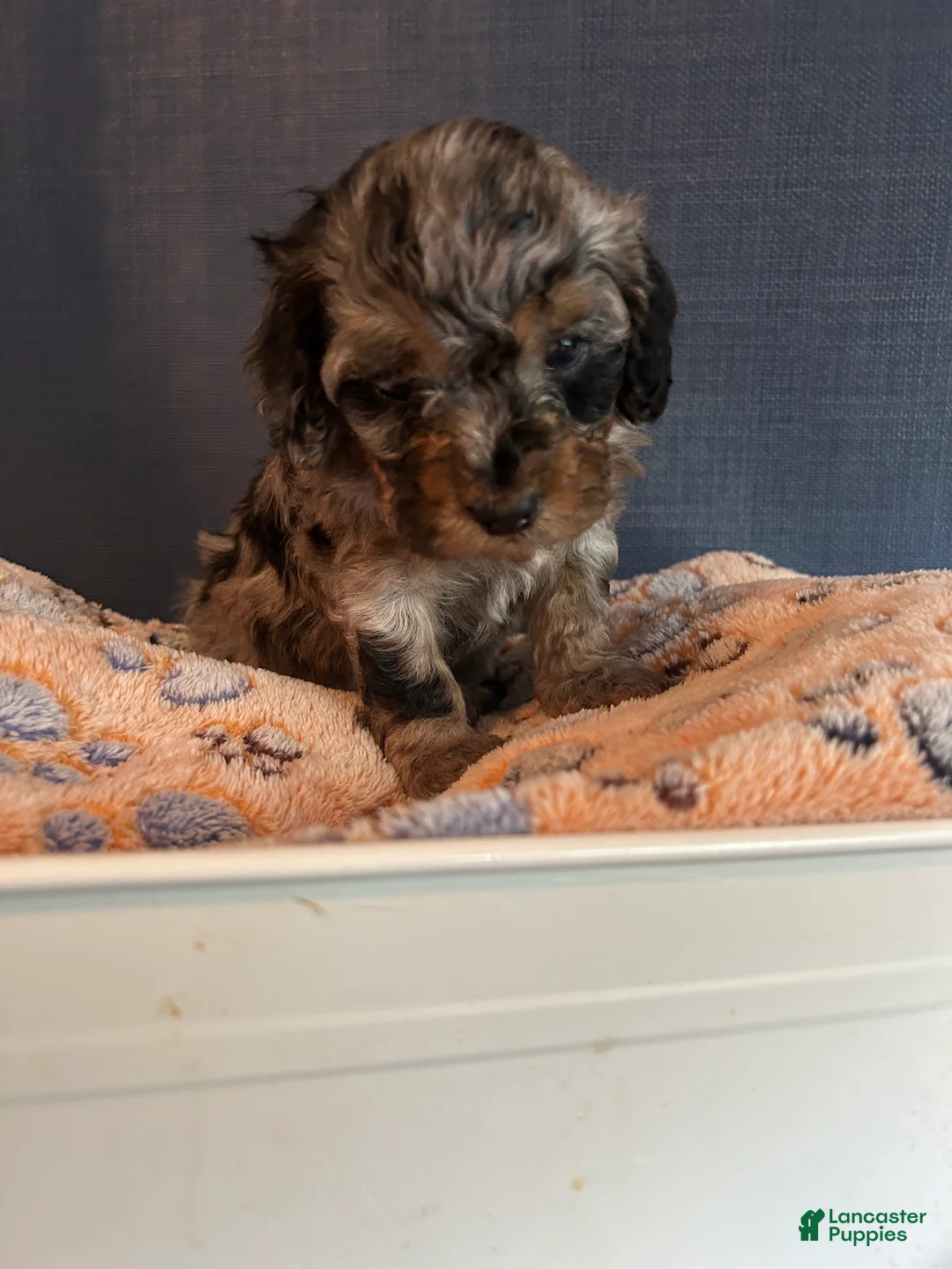 Cavapoo dogs for sale: Cavapoo 4 Mookie - Ad 2