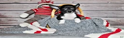 Chihuahua dogs for sale: Greer - Ad 4