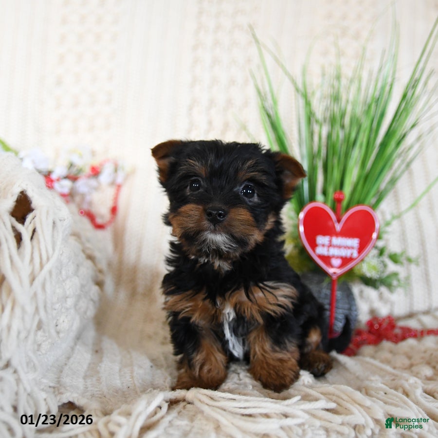 Yorkshire Terrier dogs Bella   - Ad 2