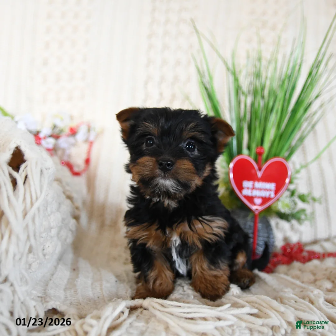 Yorkshire Terrier dogs for sale: Bella   - Ad 1