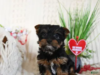 Yorkshire Terrier dogs Bella - Ad 2