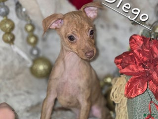 Miniature Pinscher dogs Diego stag chocolate brindle - Ad 6