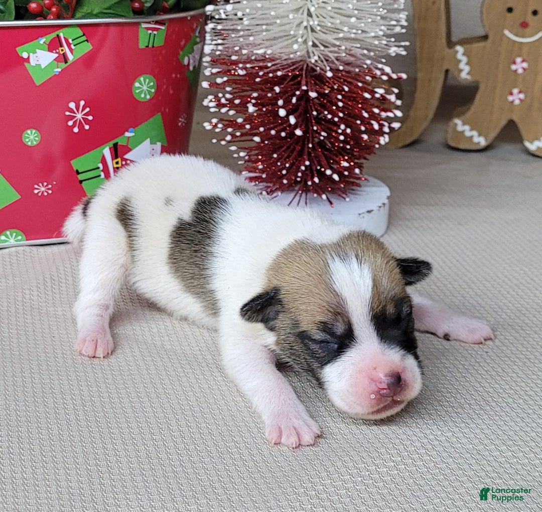 Jack Russell Terrier dogs for sale: Westfork's TORQ - Ad 2