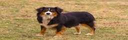 Mini Aussiedoodle dogs for sale: Gunner - Ad 8