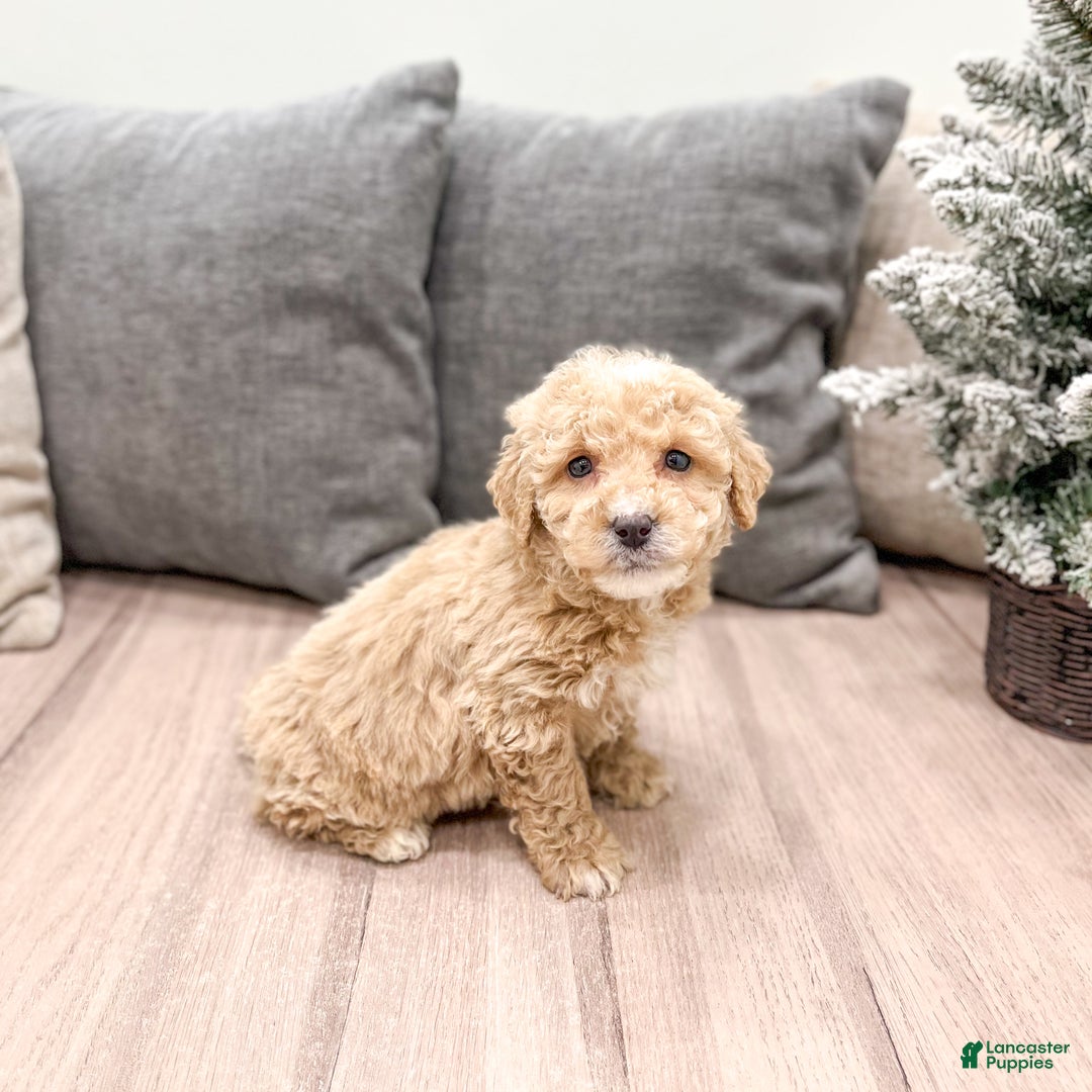 Goldendoodle dogs for sale: Bella - Ad 2
