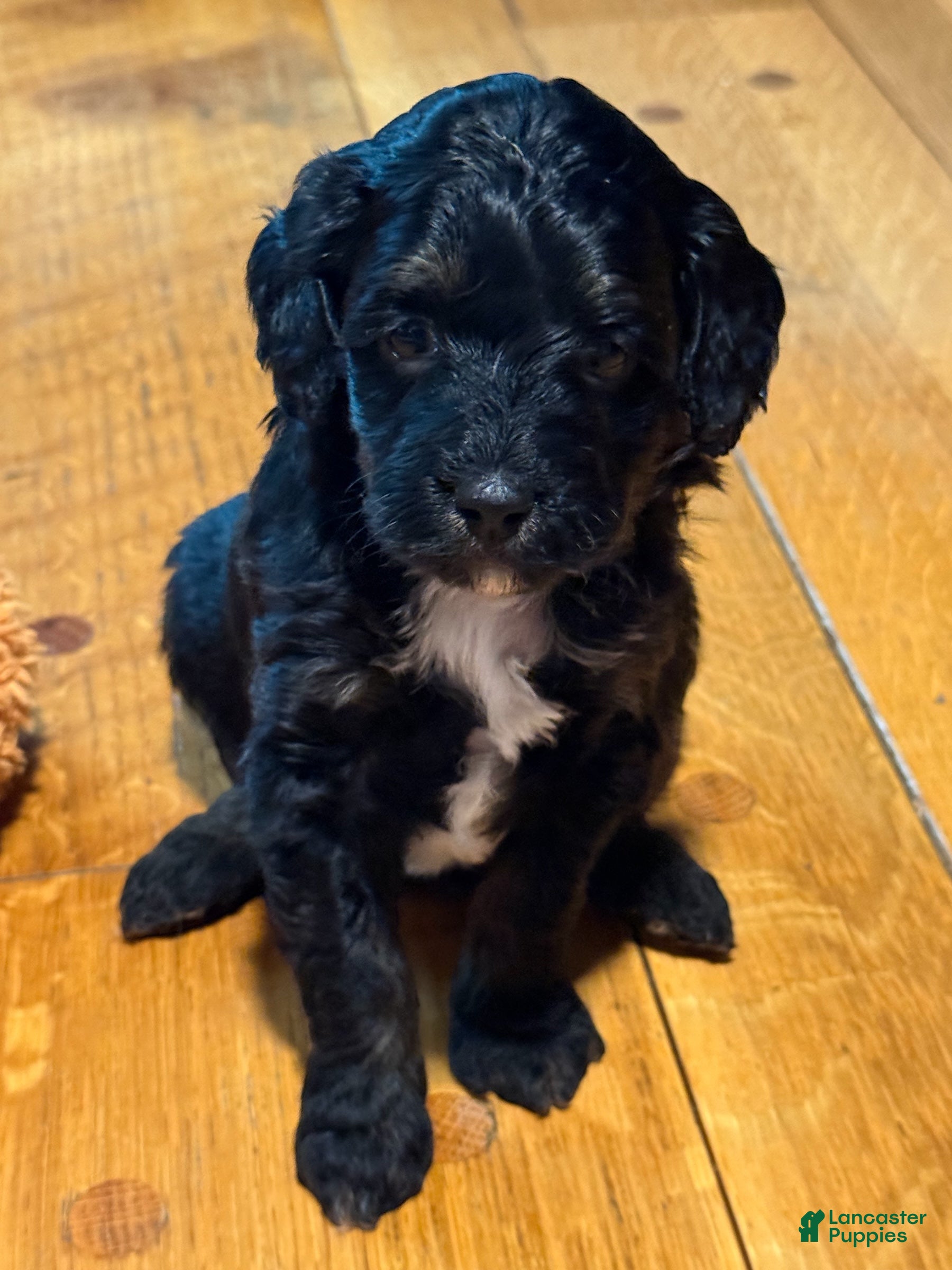 Bernedoodle dogs Star - Ad 2