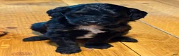 Bernedoodle dogs for sale: Star - Ad 2